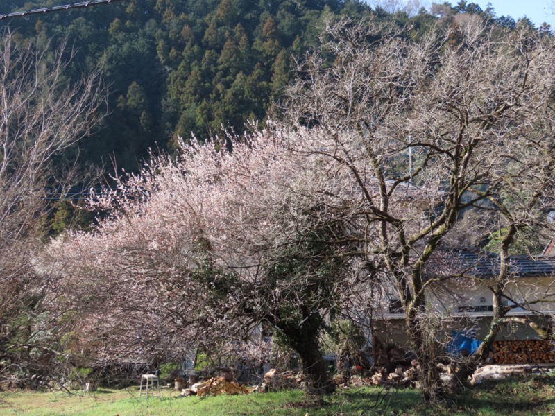 日和田山、物見山